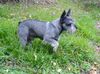 Zwergschnauzer Hund