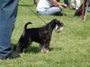 Zwergschnauzer Hund