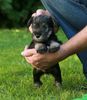 Zwergschnauzer Hund