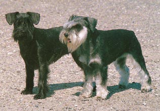 Zwergschnauzer