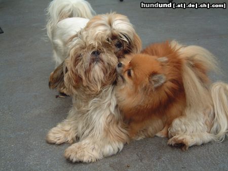 Zwergspitz Meine Susie mit ihrem Shih-Tzu Freund