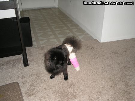 Zwergspitz Lucy mit Gips nach der Knie Operation