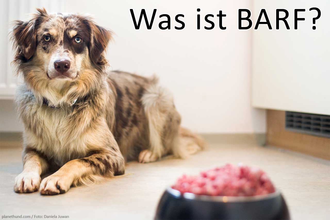 Was ist BARF? Warum Hundehalter auf BARFFütterung umsteigen hundund.de