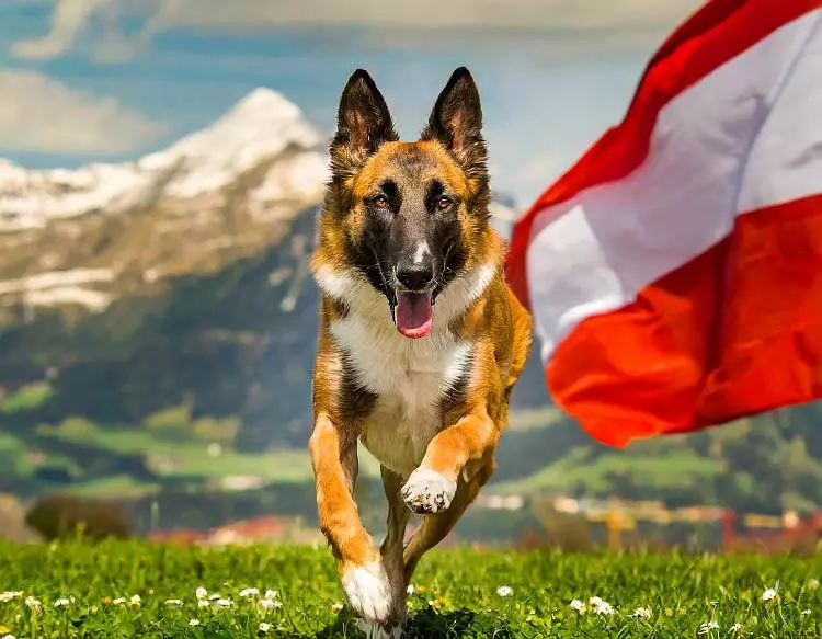 Strengere Regeln für Hundehalter in Österreich ab April 2024