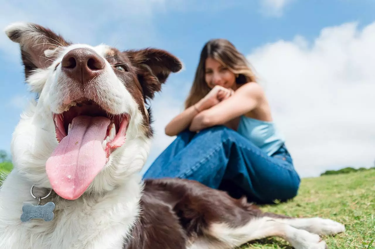 Hundehaltung Versicherung Leitfaden