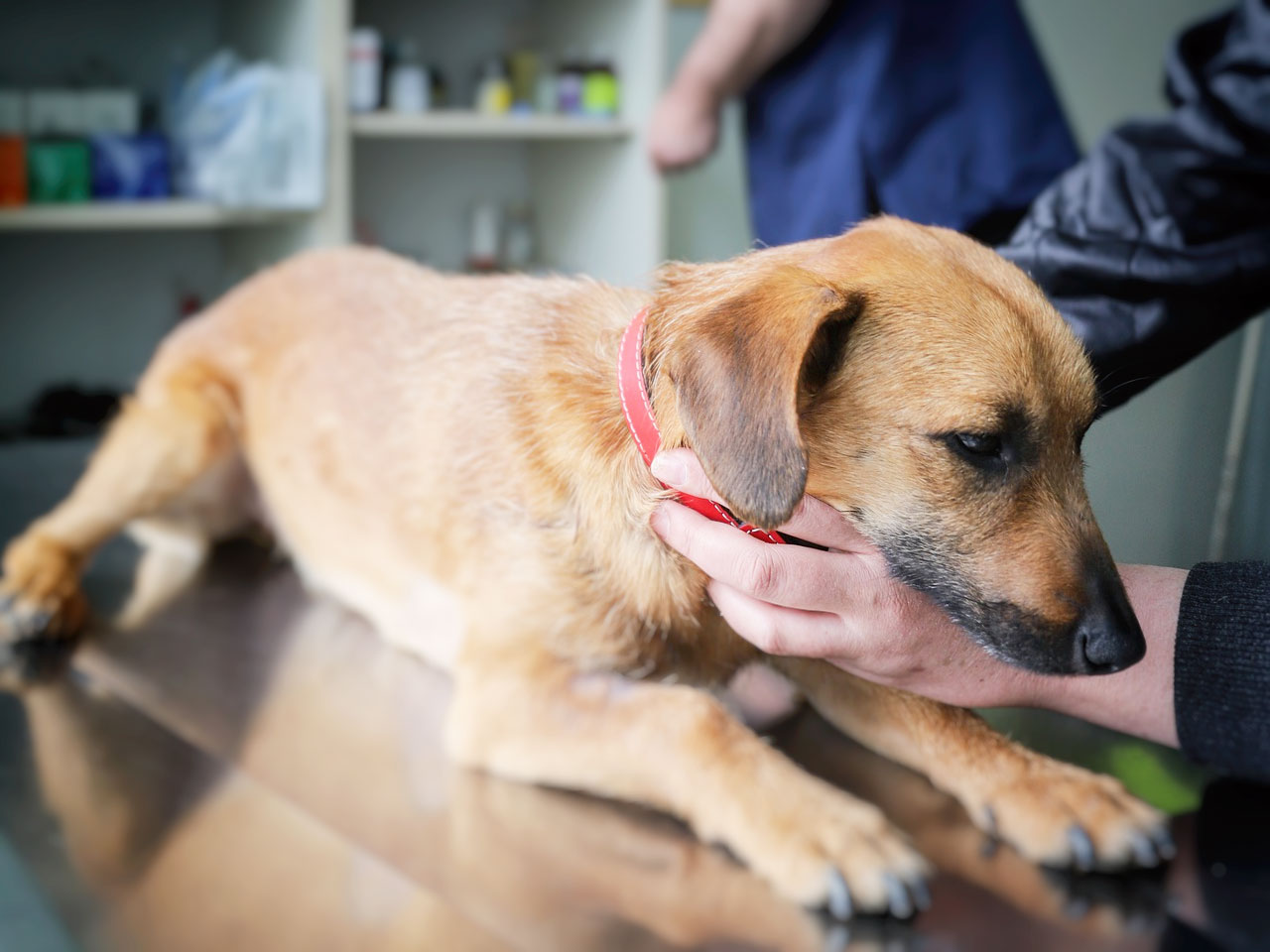 Impfungen beim Hund schützt vor Hundekrankheiten hundund.de