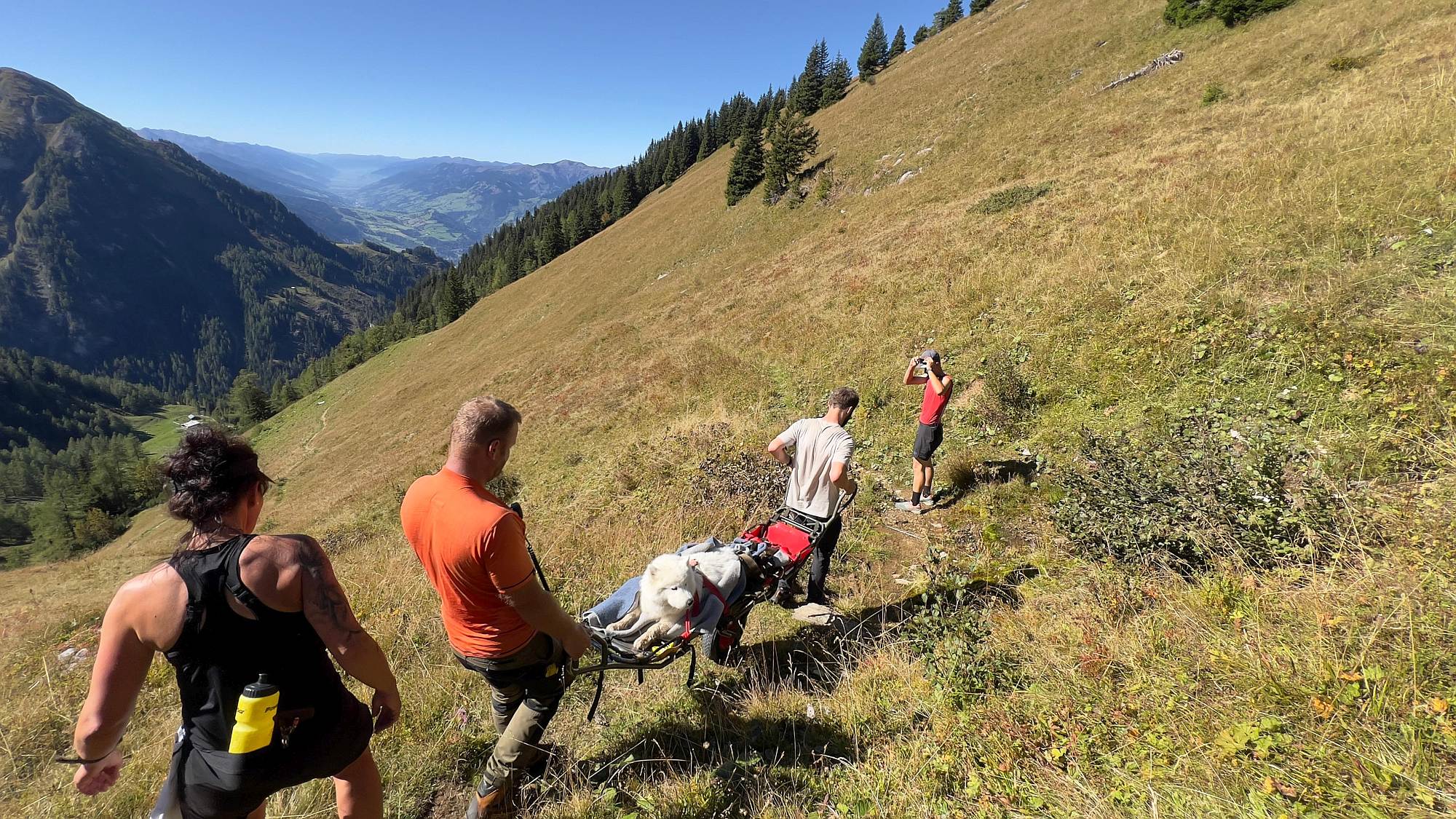 Bregrettung Hund Kreuzotterbiss Bregrettung Hund Kreuzotterbiss