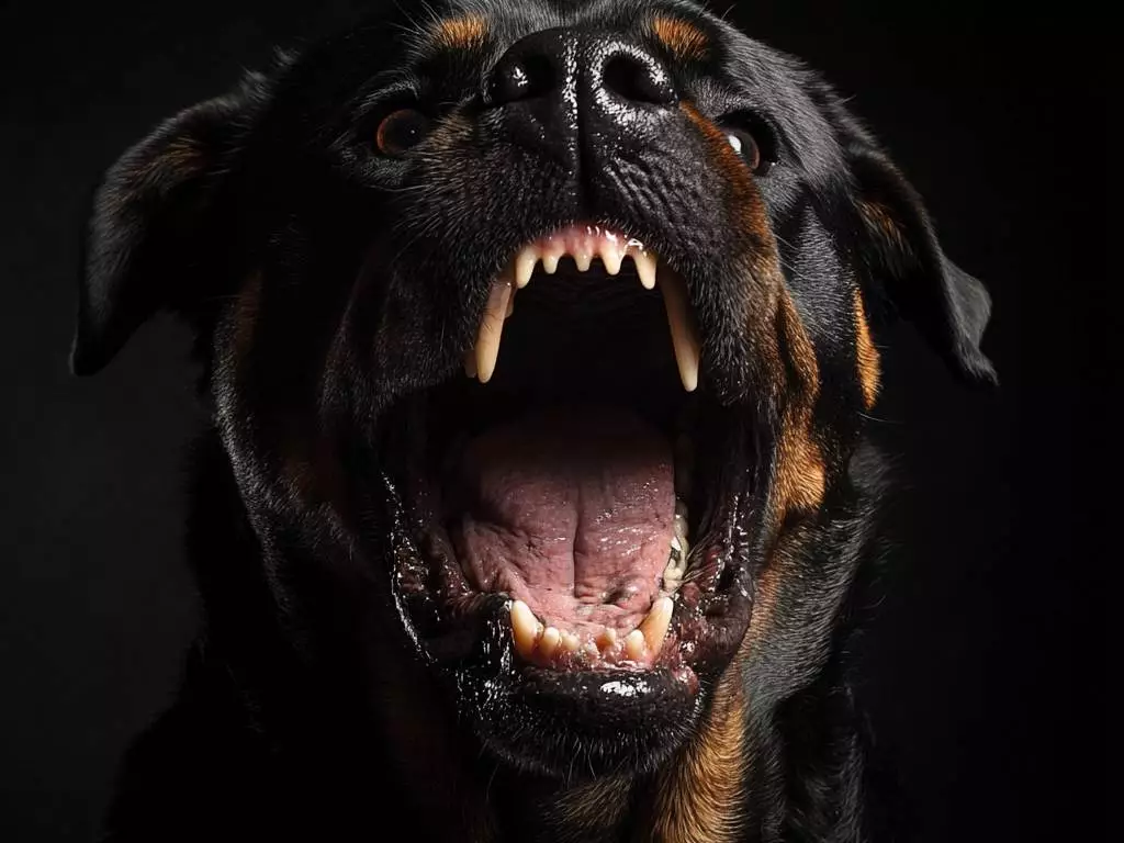 Aggressiver Rottweiler