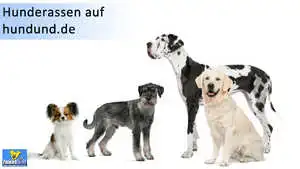 Hundeportal hundund Wissenswertes & Tipps über Hunde
