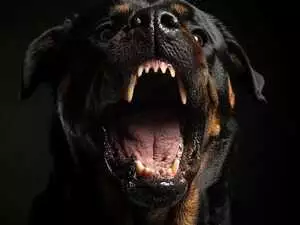 Blutige Attacke: Rottweiler reißt sich los und verletzt Frau schwer