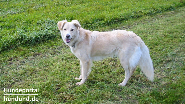 Aidi, Chien de l�Atlas, Berger de l�Atlas, Marokkanischer Schäferhund