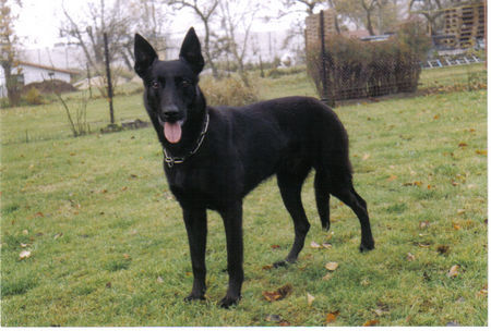 Malinois, Mechelaar, Belgischer Schäferhund Foto 33941 ...