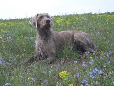 Drahthaariger ungarischer vorstehhund